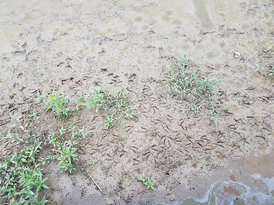 鹅脚印泥上有水和绿色植物