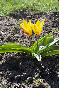 福斯特郁金香，大奖赛，黄色和红色或橙色在花园里盛开