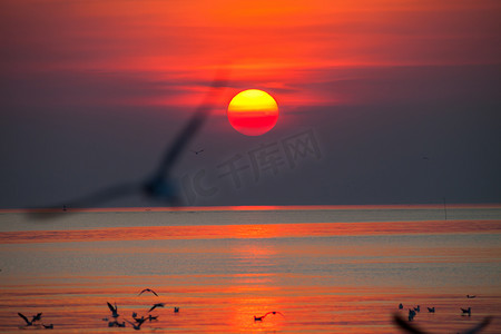 黄昏海鸥摄影照片_海鸥飞翔并站在天空日落背景下