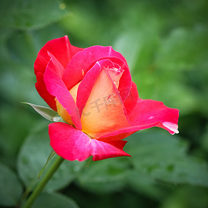 阳光明媚的日子，美丽的红玫瑰在花园里露珠。