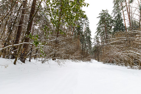 枫树林背景摄影照片_冬季松树和枫树林景观在主要多云的天气下覆盖着霜。
