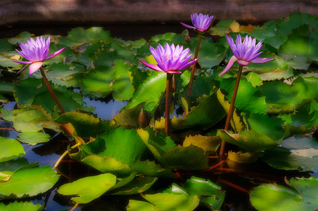 池塘里盛开的睡莲花