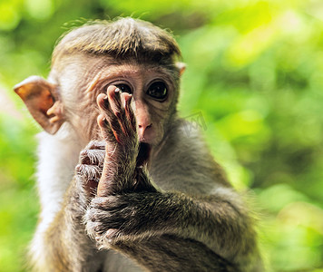 斯里兰卡托克猕猴肖像