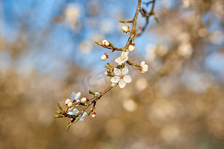 一枝梅花，春天的白花，盛开的梅树