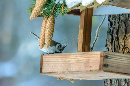 冠摄影照片_冬天，森林鸟类住在喂食器附近