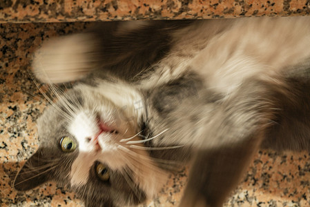 猫打滚摄影照片_可爱的猫咪在楼梯上打滚 6