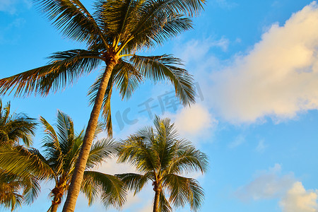 在热带的棕榈树群反对蓝天