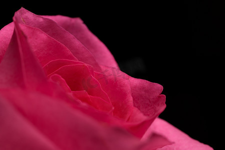 单朵粉色玫瑰花
