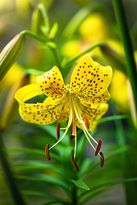 黄色百合花