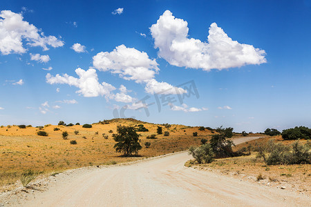 南非 Kgalagadi 跨境公园的沙漠红色沙丘野生动物园路