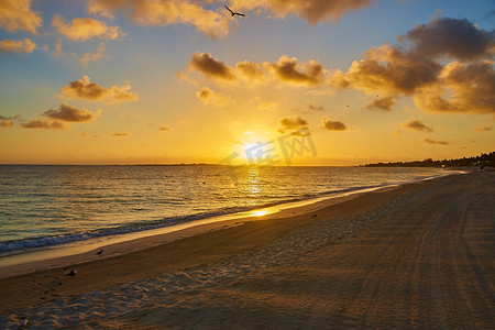 金色光芒和海鸥在海边沙滩上的日落或日出