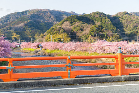 日本的樱花花