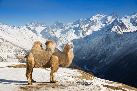 高加索地区摄影照片_山上的骆驼