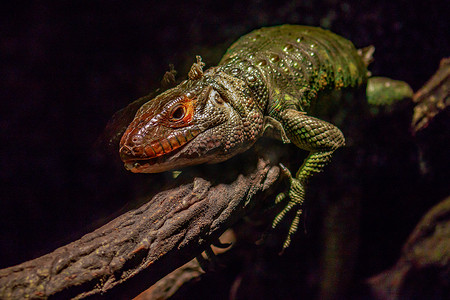动物园门摄影照片_北凯门鳄蜥蜴