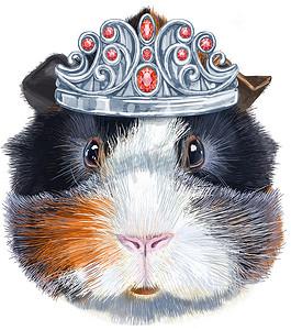 白色背景银冠阿比西尼亚豚鼠水彩肖像