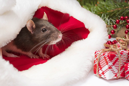 可爱的老鼠坐在圣诞老人的帽子里。 