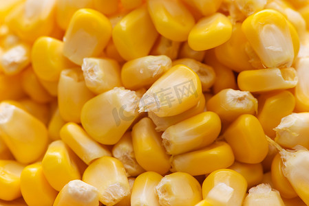 新鲜的甜黄色玉米种子特写镜头