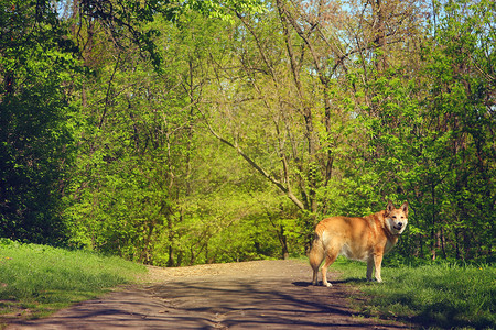 夏日，红发狗站在树林里的路上