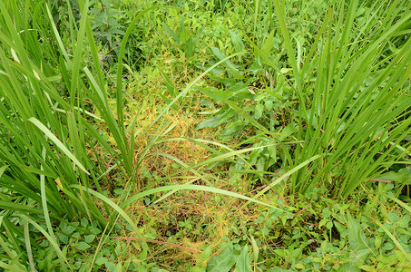 植物藤蔓摄影照片_湿地绿色植物上的橙色入侵杂草或藤蔓