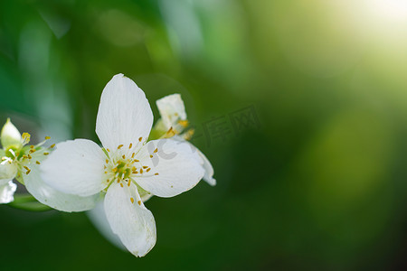 茉莉鲜花摄影照片_春天有白茉莉花的树枝