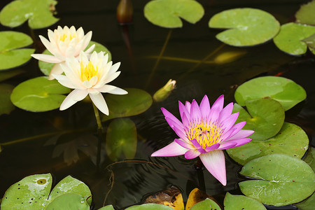 粉红色和白色的莲花或睡莲