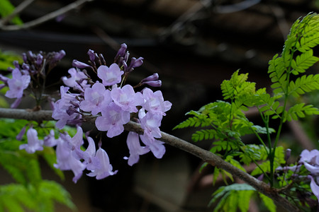 黑 poui (Jaracanda mimosifolia) 花的底视图