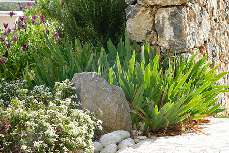 医美紫色摄影照片_地中海花园里的白色鸢尾花。