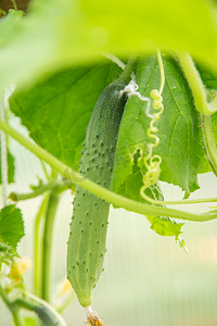 一根长黄瓜在温室里成熟，宏观照片，浅景深