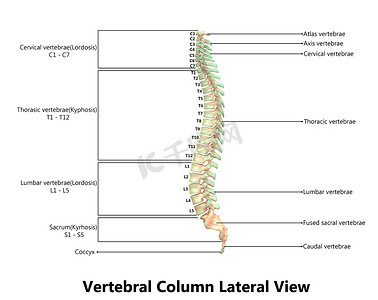 人体骨骼摄影照片_用标签解剖学横向视图描述的人体骨骼系统脊柱