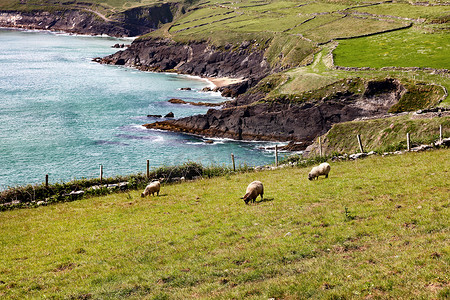 羊群和绿色牧场是爱尔兰的精髓