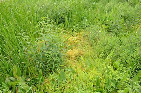 湿地绿色植物上的橙色入侵杂草或藤蔓