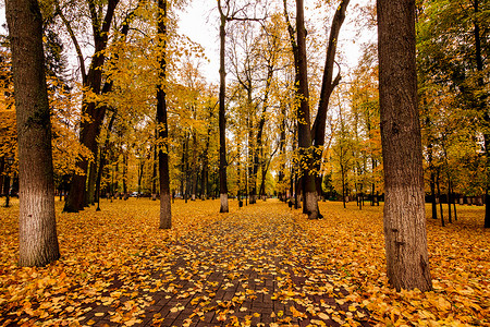 秋天在公园里落叶，有菩提树。