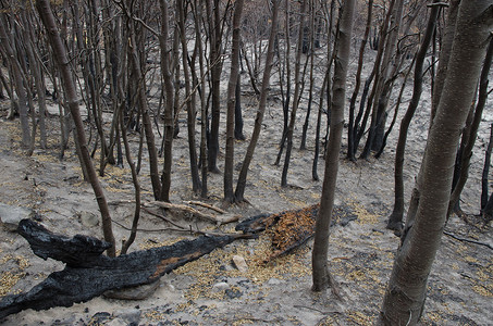 2011-2012年森林火灾中烧毁的森林。