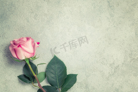 混凝土表面上的一朵粉色玫瑰、设计模板或贺卡、文本位置、复制空间
