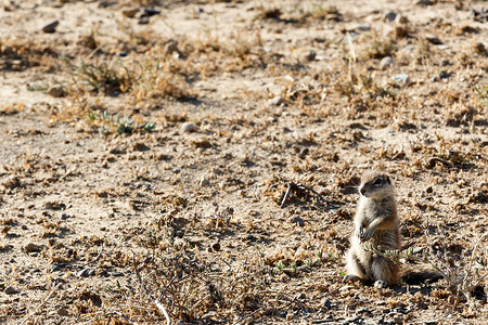 no和yes框摄影照片_地松鼠 YES 先生 - 山斑马国家公园