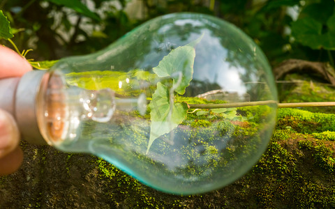 可持续资源摄影照片_新鲜的绿叶在阳光下的荧光灯泡内生长。