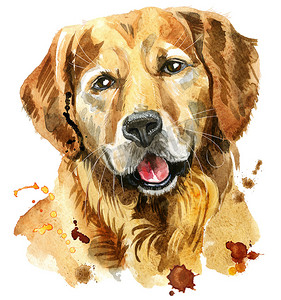 金毛猎犬的水彩肖像