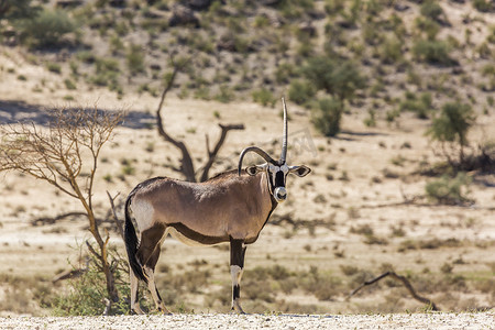 南非 Kgalagadi 跨境公园的南非大羚羊