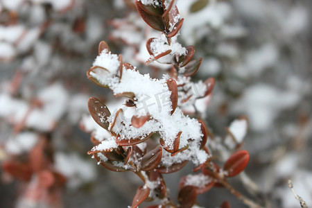 冬季降雪期间植物叶子上的雪