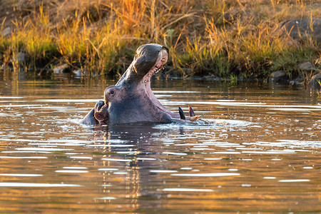 safari摄影照片_野生河马，南非 Safari 野生动物