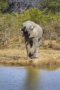 南非克鲁格国家公园的非洲丛林象
