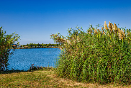 斯特龙扬自然公园运河水旁的芦苇