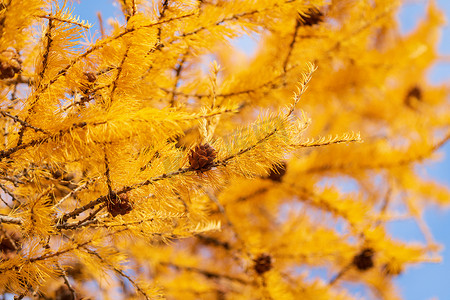 秋天树枝树枝摄影照片_金色落叶松树枝的秋季背景与锥体