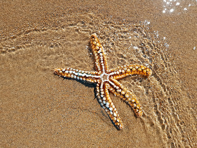 大西洋海滩上的海星