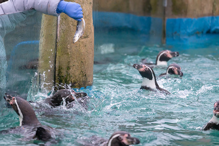 企鹅吃摄影照片_在动物园喂企鹅