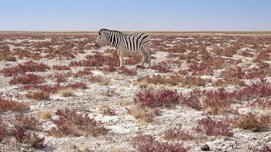 埃托沙摄影照片_纳米比亚埃托沙国家公园的斑马。