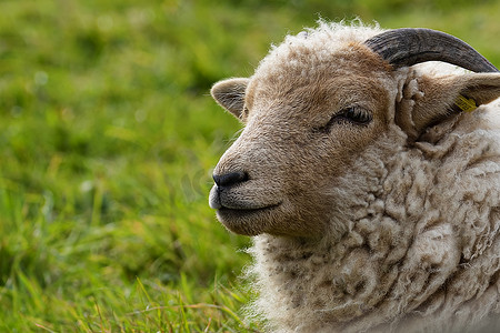 角波特兰羊肖像