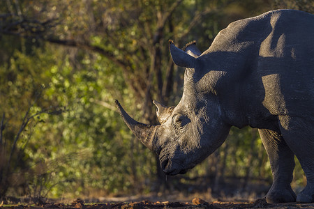 南非克鲁格国家公园的南方白犀牛
