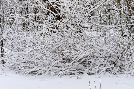 冬季树枝在白霜中的背景雪和白色的天空