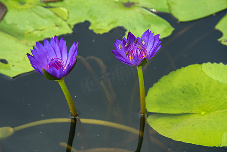 美丽的睡莲摄影照片_美丽的睡莲或莲花在池塘里。